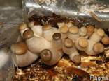Белый степной гриб - семена (мицелий) вешенки королевской