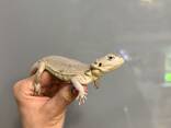 Белые бородатые агамы, ручные, біла агама - фото 2