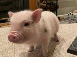 Бергштрессер книрт, карликова свинка, мини пиг