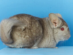 Бежева шиншила дівчинка