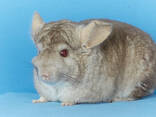 Бежева шиншила дівчинка - фото 2