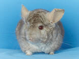 Бежева шиншила дівчинка - фото 3