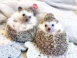 Бежевый Миниатюрный еж, Ежики африканские отличный подарок - фото 2