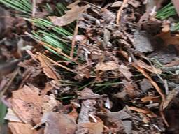 Безкоштовно віддам відходи дрібна кора сосна