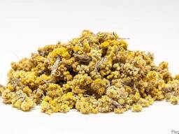 Безсмертник (Цмин квіти)