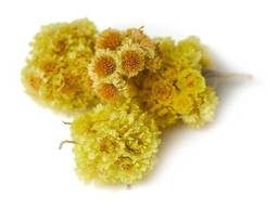 Безсмертник