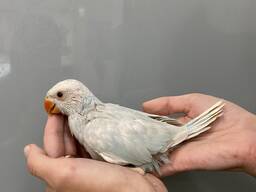 Біло-блакитний намистовий папуга. Ексклюзивне забарвлення - ручне маля