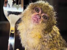 Біловуха ігрунка, чорновуха ігрунка, карликова ігрунка, мармазетка, маленька домашня мавпа