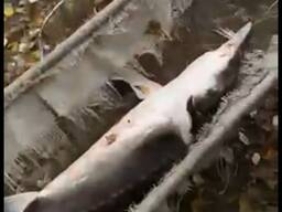 Білуга великих розмірів