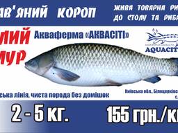 Білий амур