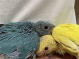 Блакитно-жовтий папуга, патріотична парочка, ожереловий папуга - фото 2