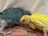 Блакитно-жовтий папуга, патріотична парочка, ожереловий папуга - фото 3
