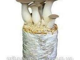 Блок белый степной гриб