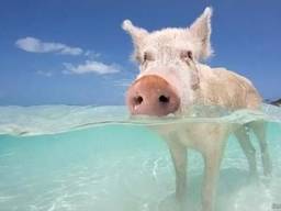 БМВД и добавки для изготовления комбикорма