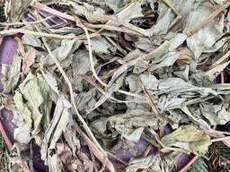 Бобівник, сушені пагони бобівника, бібник, трилисник, бабенник, бобовник, капуста заяча