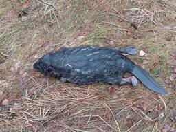 Бобровий жир