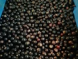 Смородина ш\з Польша