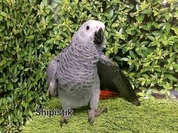 Большой, умный попугай Жако Алохвостый или Большой серый попугай