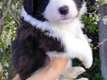 Border Collie puppies - фото 2