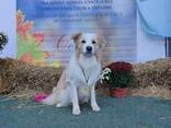 Border Collie puppies - фото 6