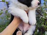 Border Collie puppies - фото 10