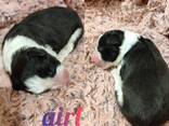 Border Collie puppies - фото 12