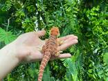 Бородата агама орандж - фото 2