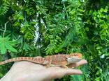 Бородата агама орандж - фото 3