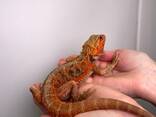 Бородата агама, ручная бородатая агама, бородатая ящерица - фото 1
