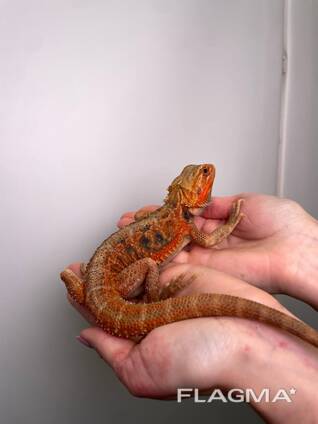 Бородата агама, ручная бородатая агама, бородатая ящерица