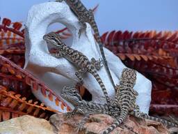 Бородата агама ящірка бородатий дракон спокійний улюбленець