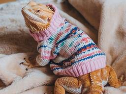 Бородататий дракончик, бородата агама, морфна агама різний вік