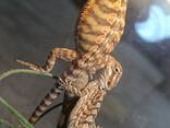 Бородата агама - фото 1