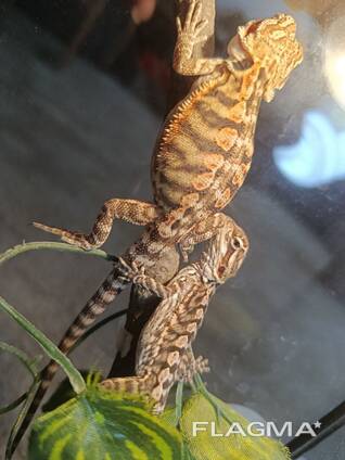 Бородата агама