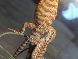 Бородата агама