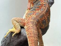 Бородатая агама fire orange