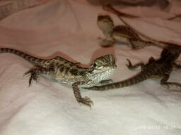Бородатая агама или бородатая ящерица. Pogona barbata.