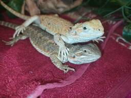 Бородатая агама. Стандарт. Ручные агамы. 4-4,5 месяца.