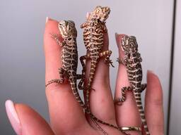 Бородатая агама, ящерица ручная спокойная, морфные агама, бородата агама