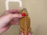 Бородатая агама, ящерица ручная спокойная, морфные агама, бородата агама - фото 3