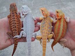 Бородаті дракончики, агами, бородата агама червона, помаранчева