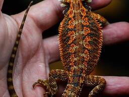 Бородатий дракон, бородата агама, бородатая агама