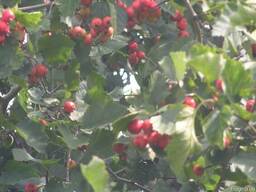 Глід великоплідний 20-30 см висоти з відкритою кореневою системою