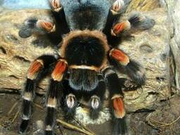 Brachypelma smithi