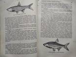 Брэм А. , Жизнь животных, рыбы, земноводные, пресмыкающиеся. Первый том 1931 год.