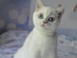 British shorthair point - фото 2