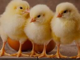 Бройлер добовий