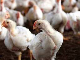 Бройлер КОББ-500