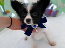 Бронювання хлопчиків папільйонів