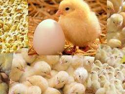 Бройлер добовий Угорщина Кобб-500 з вакцинацією та комбікорм.